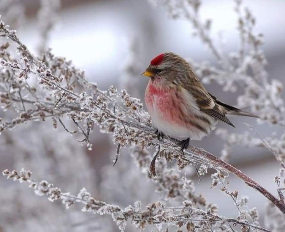 Les oiseaux hivernant d'Erquinghem Lys